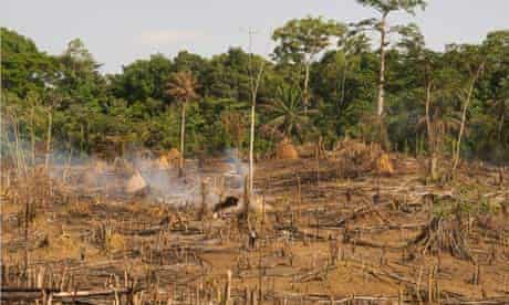 MDG : Liberia : Deforestation on the edge of Sapo National Park