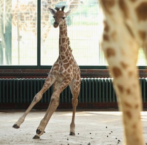 Baby Giraffe Born At Berlin Zoo