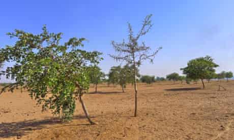 MDG : Senegal : fighting hunger with trees in Kaffrine