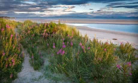 Country diary : Pink flowers of restharrow  growing on the dunes of Nairn beach