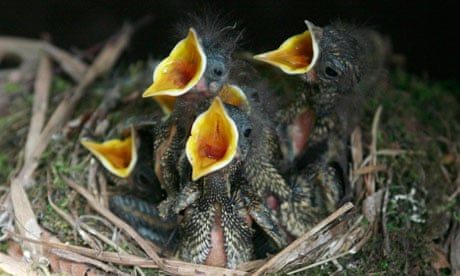 Baby sparrows cry out from a nest in Russia's city of Vladikavkaz