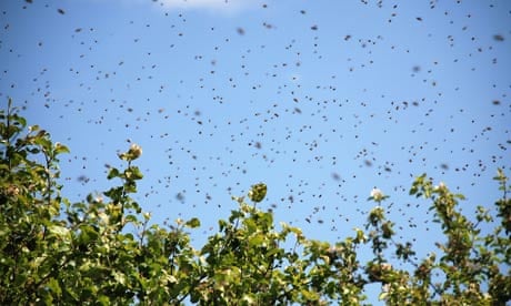100 years ago: Bees in a giddy dance | Environment | The Guardian