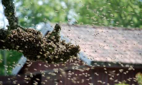 Country Diary : Bee swarm landing on a branch