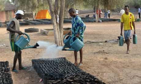 Great Green Wall  : Workers water the Widu tree nursery in Senegal Louga region