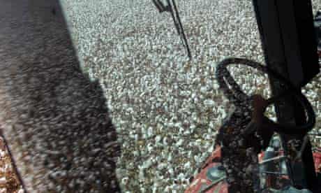 MDG : Cotton subsidies dispute US Brazil