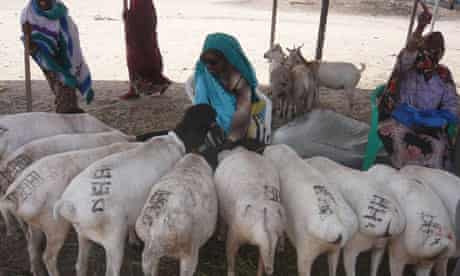 MDG : Mark Tran in Somaliland : breeding and raising livestock industry