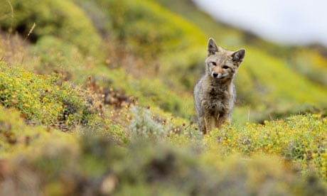 South American Gray Fox in Torres del Paine National Park
