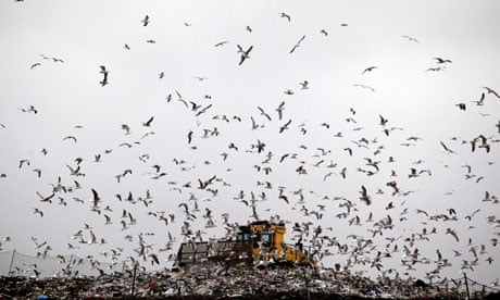 Ban food waste from Landfill : Seagulls fly around as a bulldozer compacts freshly dumped rubbish