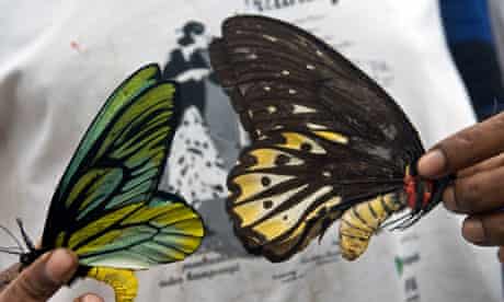 Queen Alexandra Birdwind butterflies