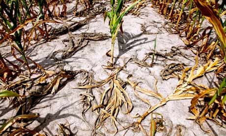 Climate change and Global warming : Drought in US : corn field