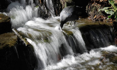 Value of nature : A bird dips its head into a waterfall at Carshalton Pond in south London