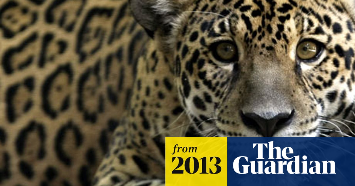 Guyana Pledges To Protect Jaguars Environment The Guardian