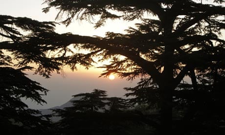 Lebanon’s cedar trees under Threat  The sun sets over the Lebanese Cedars near Besharre