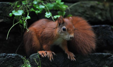 Cornwall Red Squirrel Project at Trewithin Gardens, Project Coordinator Natasha Collings