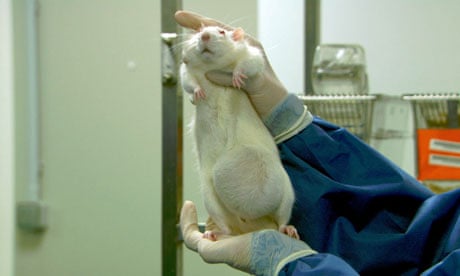 GM corn fed rats with cancer tumors during study headed by French biologist Gilles-Éric Séralini
