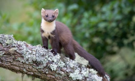 Country Diary Archive Pine Marten 