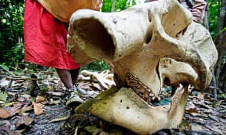 Gabon War on wildlife crime : An elephant carcass found outside Sounga village in Gamba district,