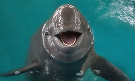 Finless porpoise in the aquarium of the Institute of Hydrobiology's conservation centre in Wuhan