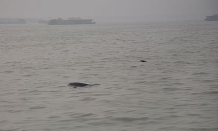 inless porpoise are seen on the busy Dongting Lake in Hunan province, China