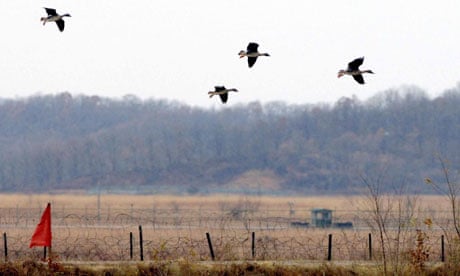 A herd of wild ducks fly over barbed wire fences in Paju near the demilitarized zone (DMZ)