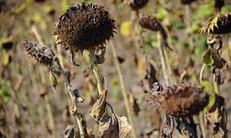 Drought and food price : Dried sunflowers near the village of Kondofri, Bulgaria