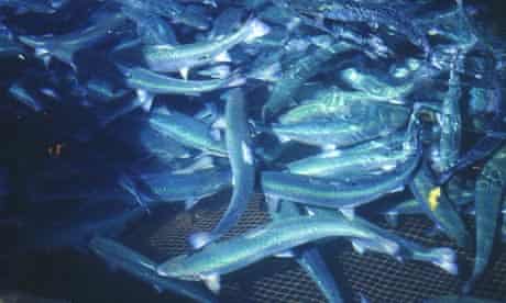 Scottish salmons at a fish farm on Orkney island in Scotland
