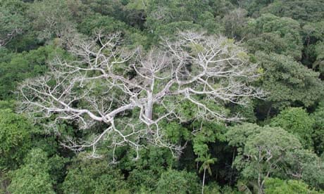 Amazon rainforest shows signs of degradation due to climate change says NASA