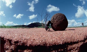 dung beetles navigate by the stars science the guardian