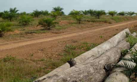 MDG : Liberia : Landgrab  : Sime Darby concession field of palm trees