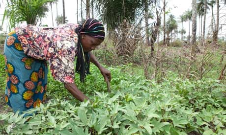 MDG : Sierra Leone : Small-scale farming : woman  in her potato field in Masiaka,