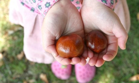 Few UK children connected to nature : Girl's hands holding conkers, Autumn