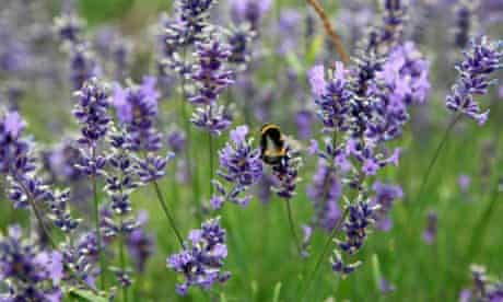 Flower-visiting insects study : Bee on Lavender