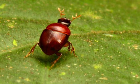 New discovered tiny lilliputian beetle in mountainous region of Southeastern Suriname