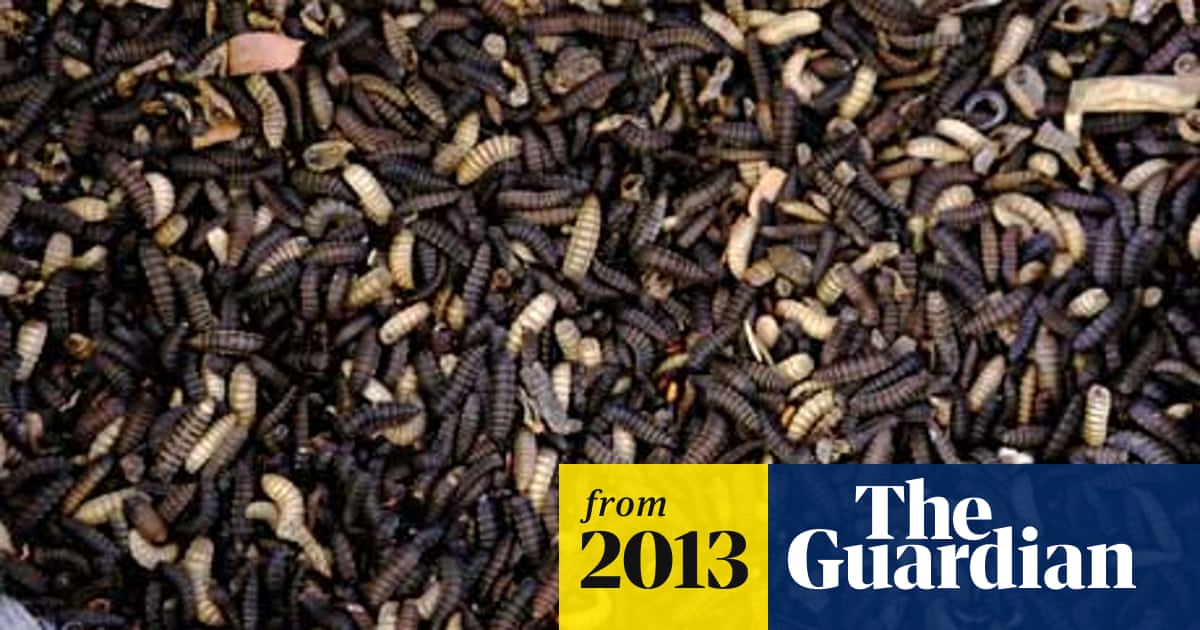 plan to rear flies on industrial scale for making fish food insects the guardian