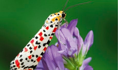 UK invasive moth : Crimson Speckled moth