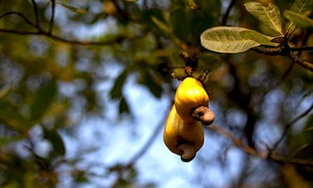 Cashew fruit hangs from a tree on a farm in Kokadda, India