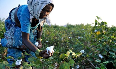 MDG : Cotton labourer in Warangal district, Andhra Pradesh