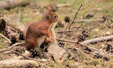 A red squirrel seen during field study on the impact poxvirus infection, squirrelpox