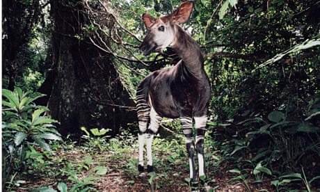 Forest giraffe on the brink of extinction, red list warns | IUCN red list of endangered species | The Guardian Forest giraffe on the brink of extinction, red list warns | IUCN red list of endangered species | The Guardian