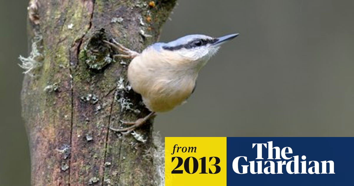 What Bird Makes a Knocking Noise: Discover the Mystery Bird!