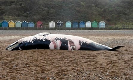 dead Minke Whale washed up on the beach at Cromer, Norfolk