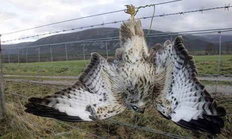 Birds of prey  Derbyshire Wildlife Trust