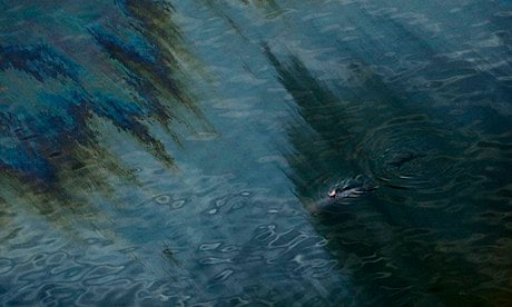 A dolphin is seen swimming through an oil sheen from the Deepwater Horizon oil spill