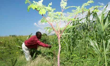 MDG : Innovations : Moringa oleifera in Haiti