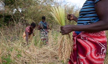 MDG : Farmers in Mozambique, women harvest their rice crop