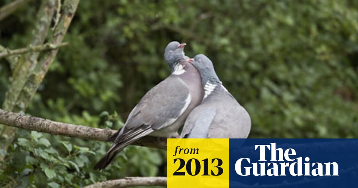 What Bird Makes a Wolf Whistle Sound: Discover the Mystery!