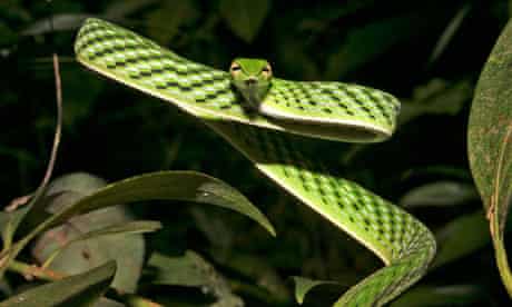 Reptiles threatened with extinction : Ahaetulla nasuta
