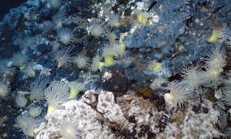 Deep-sea vents and deep-sea pollution