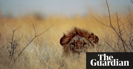 lions