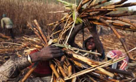 Food companies and ethical standards : Men work at a sugar cane plantation in Siribala, Mali